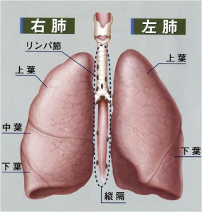 肺の解剖